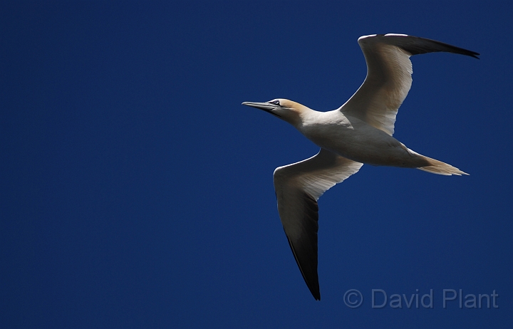 Gannet flying - A.JPG - Gannet in flight - Shetland Islands